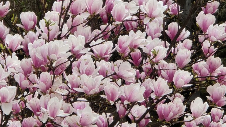 Magnolia blossoms in Strasbourg near Parc de l’Orangerie with nearby residential homes